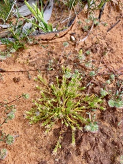 Millotia muelleri