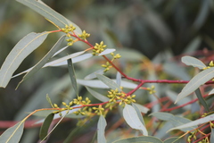 Eucalyptus camaldulensis arida