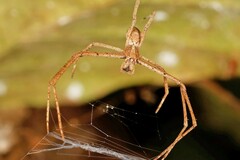 Menneus superciliosus