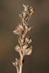 Linum strictum spicatum