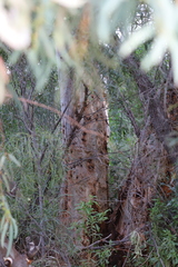 Eucalyptus camaldulensis arida