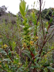 Heimia salicifolia