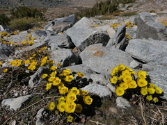 Ranunculus eschscholtzii oxynotus