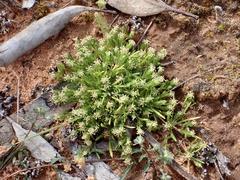 Millotia muelleri