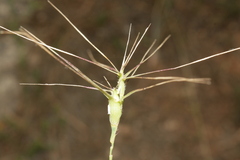 Aegilops biuncialis