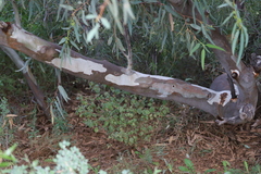 Eucalyptus camaldulensis arida