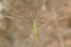 Aegilops biuncialis