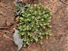 Millotia muelleri