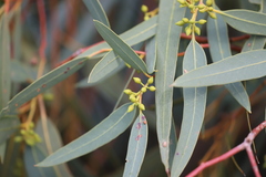 Eucalyptus camaldulensis arida