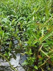 Hydrolea quadrivalvis