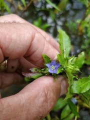 Hydrolea quadrivalvis