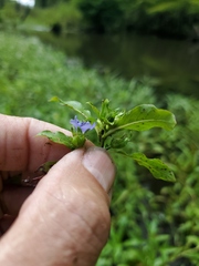 Hydrolea quadrivalvis