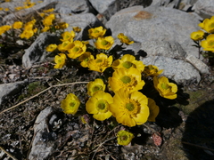 Ranunculus eschscholtzii oxynotus