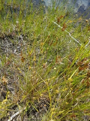Carex cryptolepis
