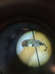 Dermestes caninus