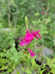 Salvia lemmonii