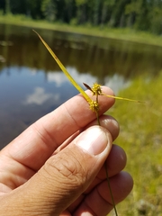 Carex cryptolepis