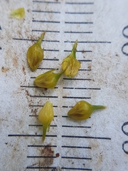 Carex cryptolepis