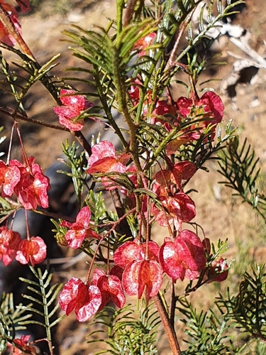 Image of Dodonaea sinuolata by (c) ronavery, some rights reserved (CC BY)