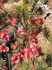Dodonaea sinuolata