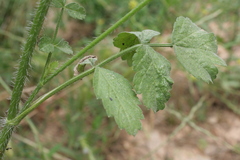 Tordylium carmeli