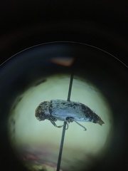 Dermestes caninus
