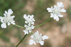 Tordylium carmeli