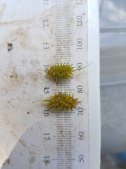 Carex cryptolepis
