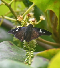 Polygonus savigny savigny