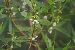 Myoporum montanum