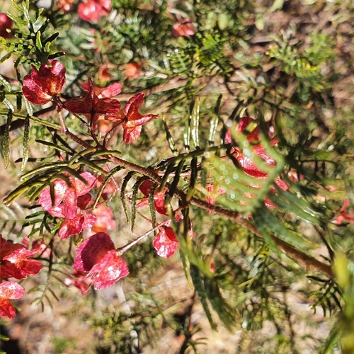Image of Dodonaea sinuolata by (c) ronavery, some rights reserved (CC BY)