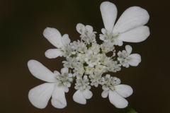 Tordylium carmeli