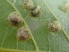 Phylloxera caryaefallax