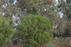 Myoporum montanum