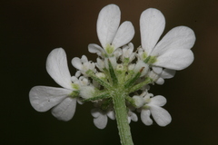 Tordylium carmeli