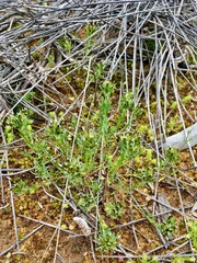 Millotia muelleri