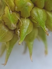Carex cryptolepis