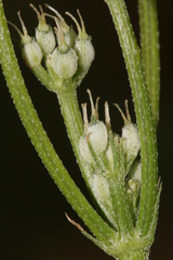 Tordylium carmeli