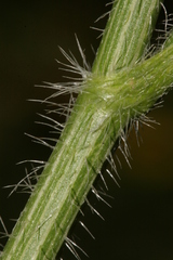 Tordylium carmeli