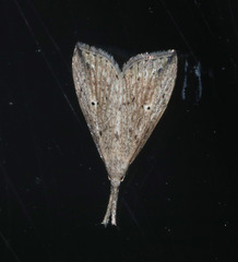 Trigonistis