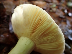 Russula veternosa