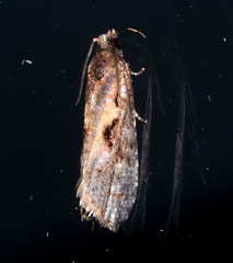 Cryptaspasma