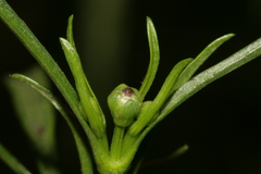 Cephalaria joppensis