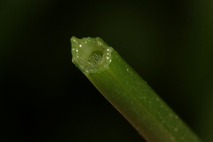 Cephalaria joppensis