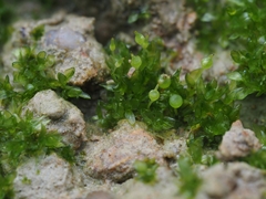 Physcomitrium sphaericum