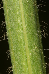 Cephalaria joppensis