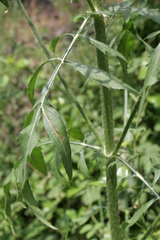 Cephalaria joppensis