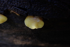 Crepidotus croceotinctus