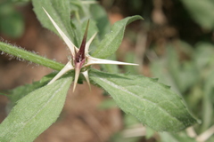 Centaurea iberica