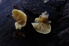 Crepidotus croceotinctus